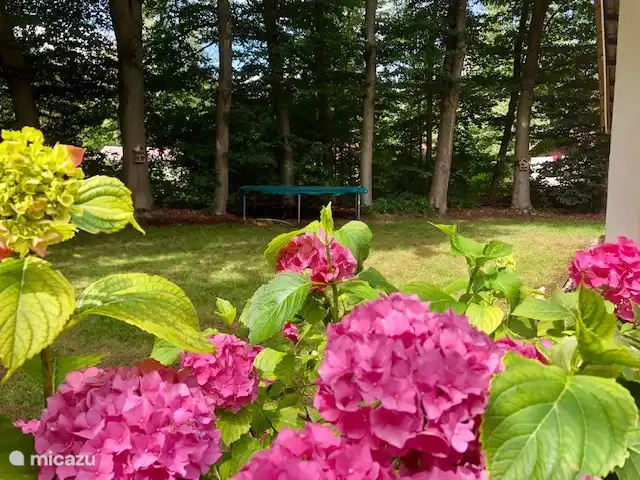 Vue sur le trampoline et la cour arrière depuis la terrasse.