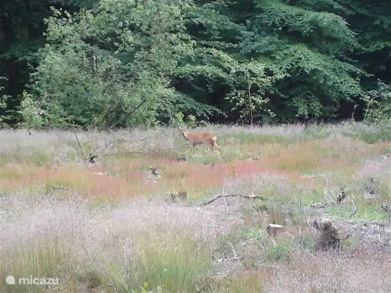 Et si vous portez une attention particulière dans les bois, vous pourriez juste voir quelques cerfs. Parce qu'ils courent beaucoup.