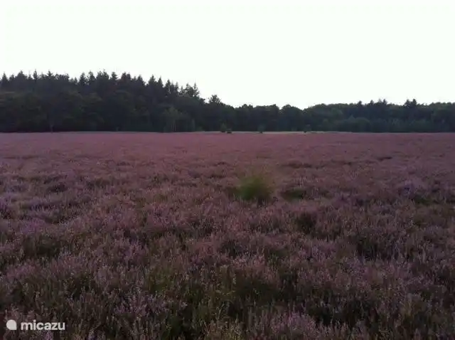 Les vastes landes d'Exloo pour beaucoup de plaisir à pied. Surtout en août quand la bruyère est en fleur.