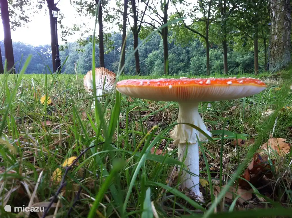 Annonce d'automne....