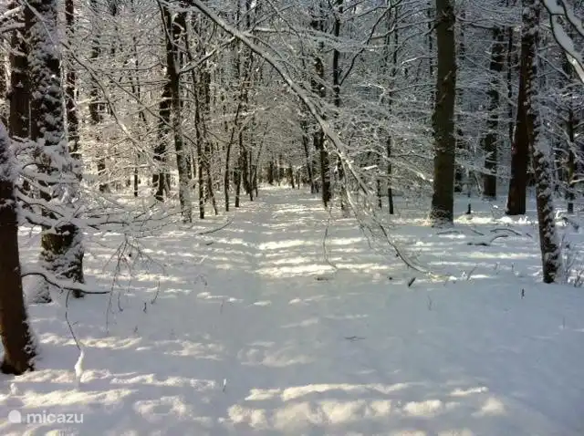 Beau paysage sous la neige.