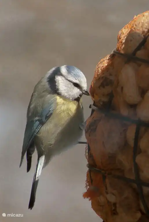 Ils s'habituent même à vous si vous prenez une photo en gros plan pendant qu'ils mangent.