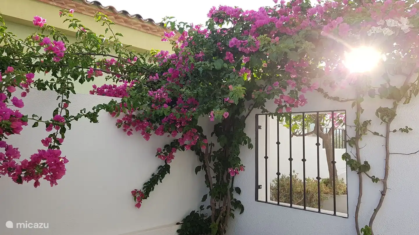 Sobald Sie das Auto auf Ihrem eigenen Grundstück abstellen, erstrahlt das Bouganville in neuem Glanz.