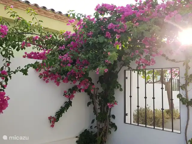 Villa Bella Orange | Espagne, Costa del Azahar, Calig - maison mitoyenne Dès que vous garez la voiture sur votre propre propriété, le bouganville brillera.