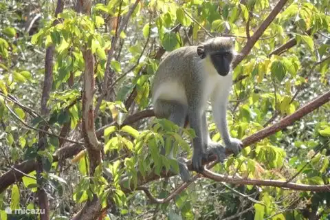 The monkeys are sometimes even in the backyard
