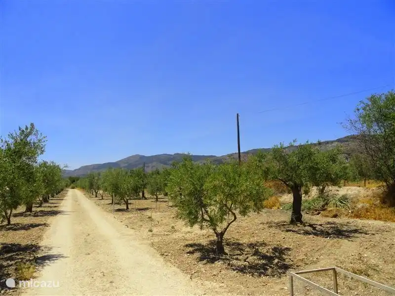 Privater Eingang zu Casa Olyves mit ihren Oliven-und Mandelbäumen.