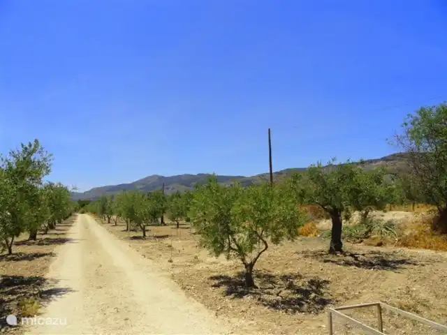 Location de Vacances Espagne, Costa Blanca, Onil, maison de vacances - Casa Olyves avec piscine chauffée Allée privée de Casa Olyves avec ses oliviers et amandiers.