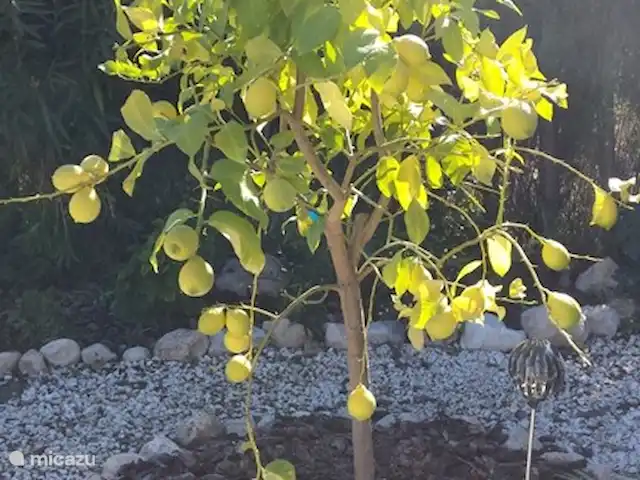 Location de Vacances Espagne, Costa Blanca, Onil, maison de vacances - Casa Olyves avec piscine chauffée Citron