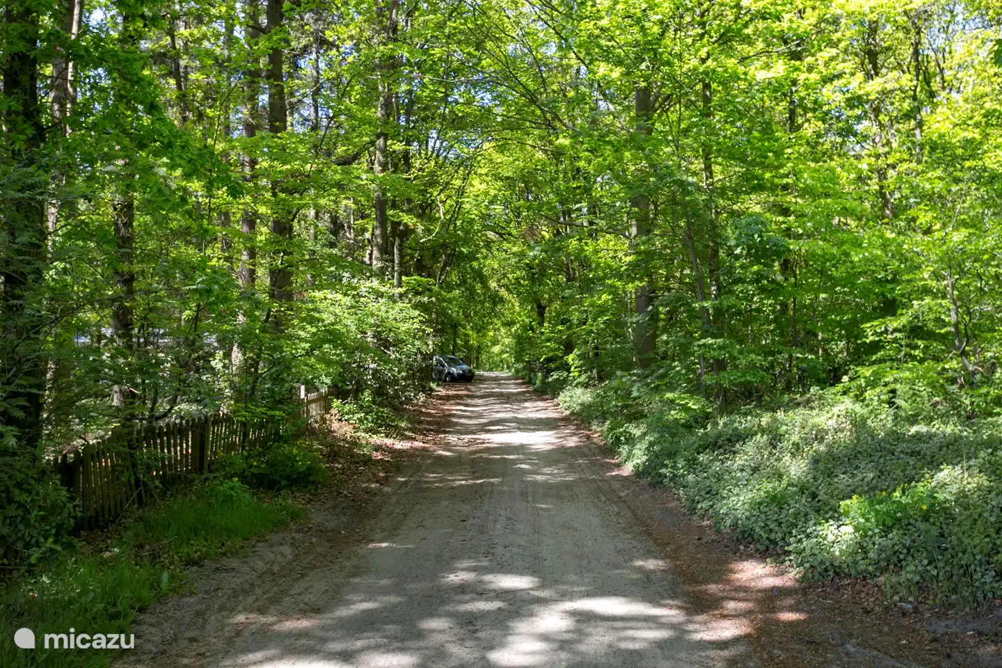 Unseren schönen Wald können Sie direkt vom Haus aus betreten.