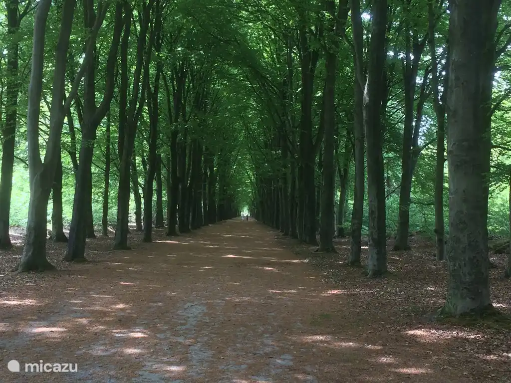 der stattliche Rijsterbos 3 km von unserem Haus entfernt