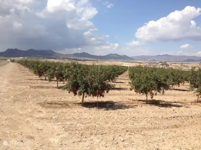 Villa Delfín en España, Costa Cálida, Mazarrón - villa Esta parcela de granados se encuentra en las inmediaciones de Camposol.