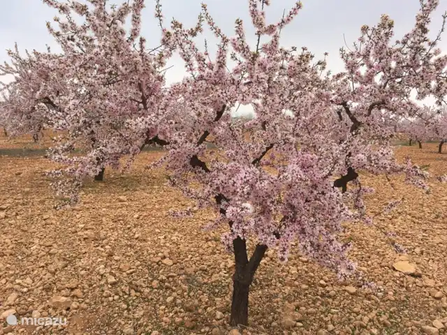 Villa Delfín en España, Costa Cálida, Mazarrón - villa En febrero los almendros están en plena floración.
