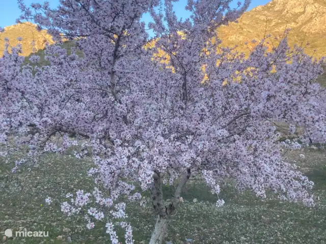 Villa Delfín en España, Costa Cálida, Mazarrón - villa Almendros en flor.