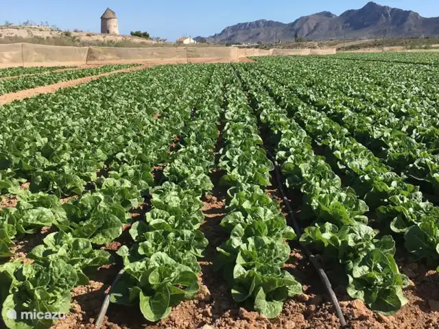 Villa Delfín en España, Costa Cálida, Mazarrón - villa En octubre la lechuga ya está verde y bonita en el campo.