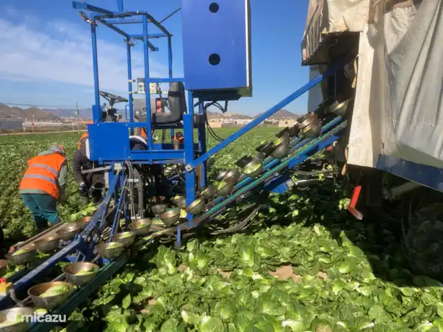 Villa Delfín en España, Costa Cálida, Mazarrón - villa Cosecha de lechuga.