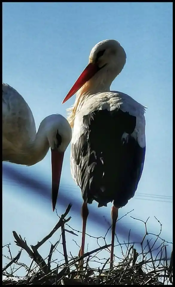 Störche sind überall an der Algarve zu sehen, die Nester sind an den verrücktesten Stellen, sogar auf Lichtmasten und Schornsteinen