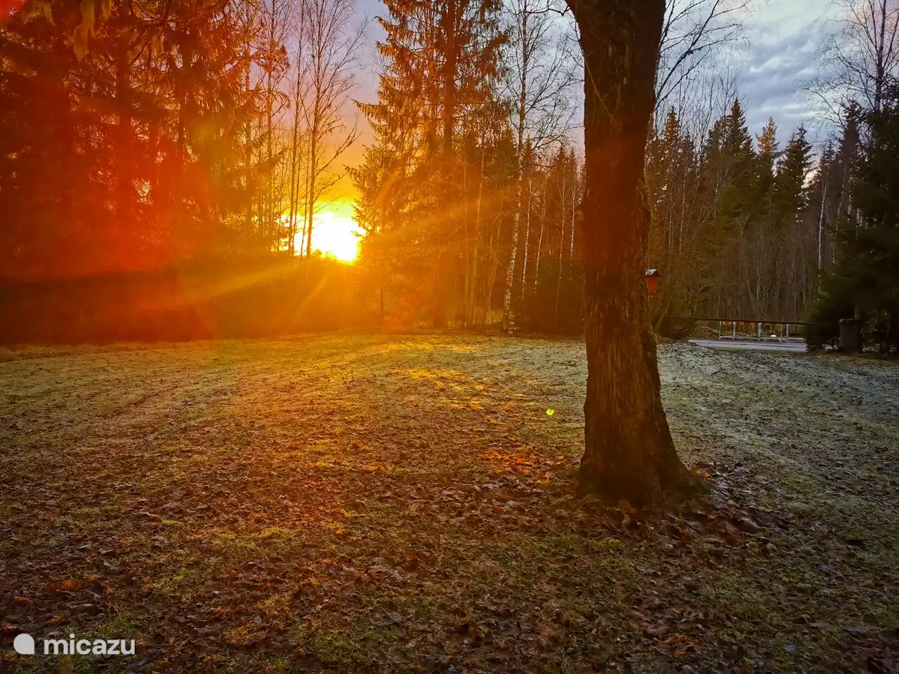 die untergehende Sonne im Vorgarten