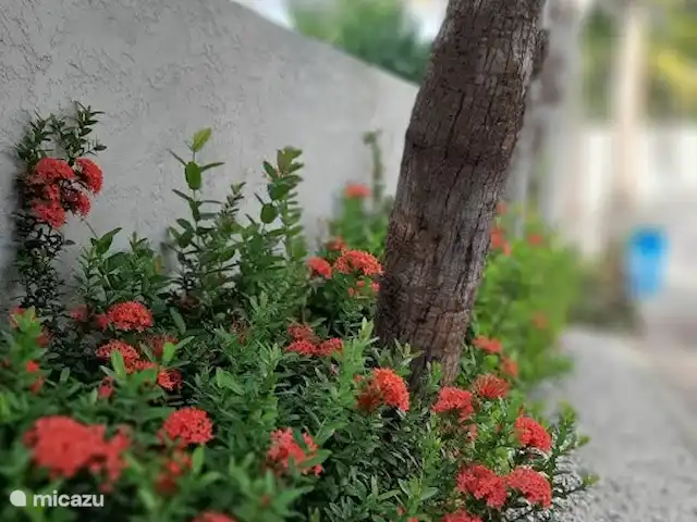 Location de Vacances Aruba, Oranjestad, Oranjestad, villa - Villa-Bubali