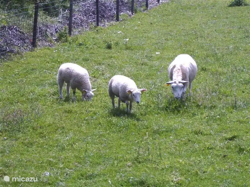 Auf der Weide neben dem Vorsorge Spaziergang im Sommer oft Schafe.