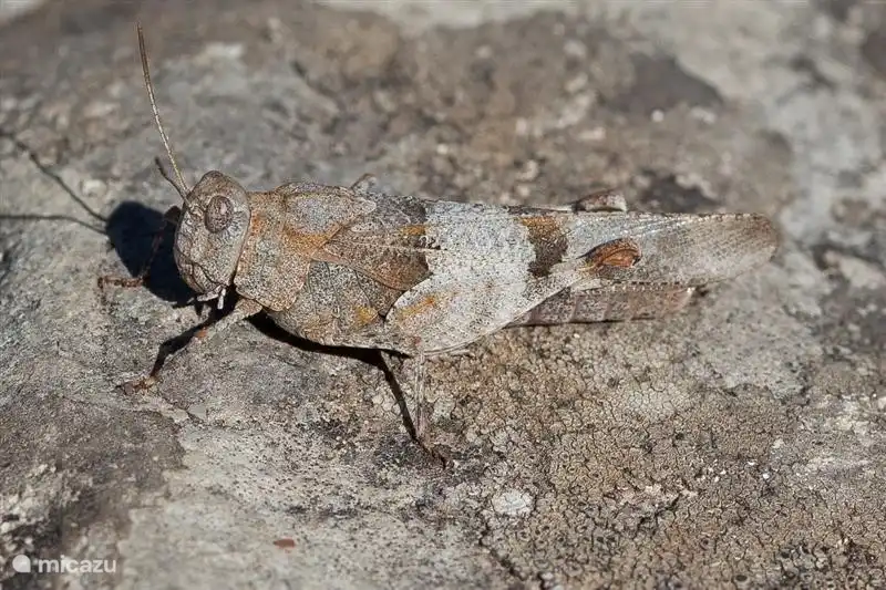 Die Frage ist, ob Sie mich sehen ...