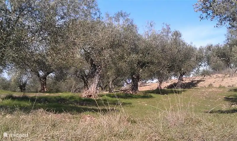 Olivenbaumen in der Gegend