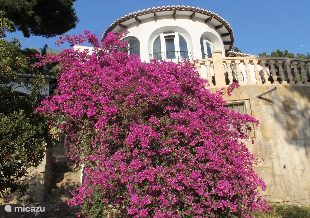 Le jardin derrière la piscine.