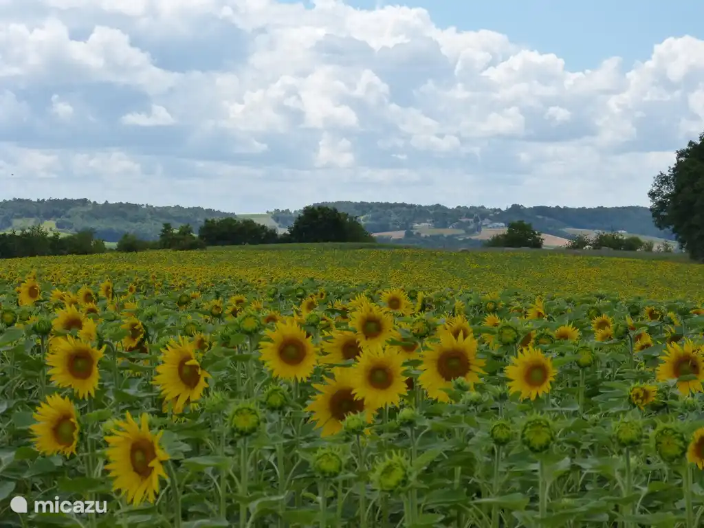 Umgebung des Hauses.