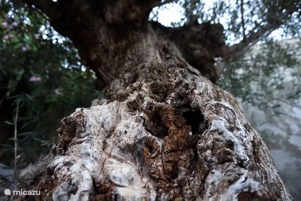 Was ist ein Garten ohne spanischen Olivenbaum?