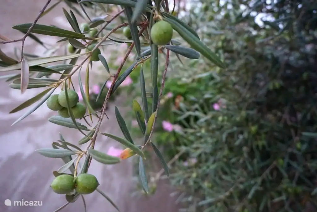 Mit natürlichen Oliven drin.