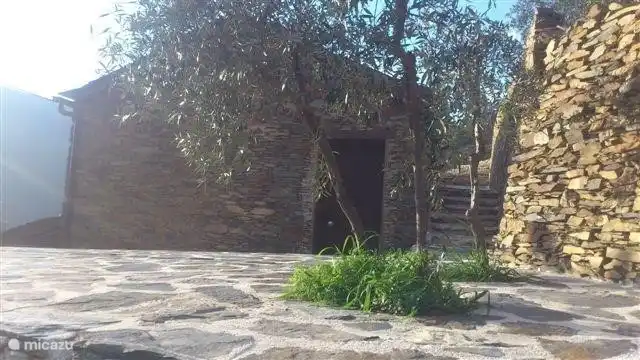 Terrace with olive trees