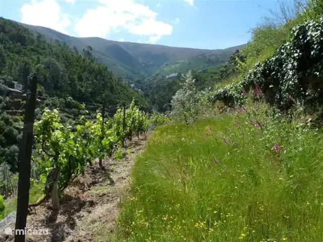 Foz dos Barreiros | Portugal, Coimbra, Piódão - gîte / cottage Une des nombreuses terrasses avec des vignes.