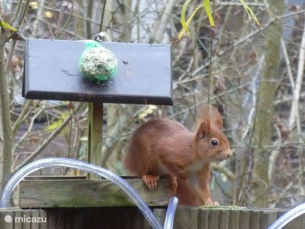 Un habitué qui sait toujours comment surprendre nos hôtes par une visite :-)