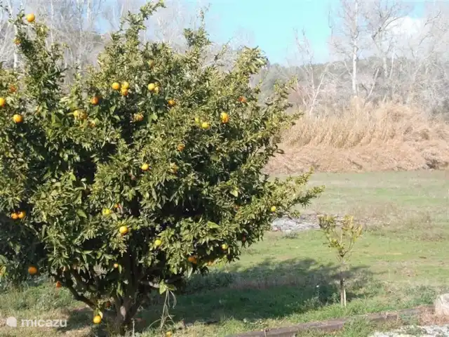 Wandelen, Spanje, Catalonië, Garcia, finca Casa Violetta mandarijnen!!
