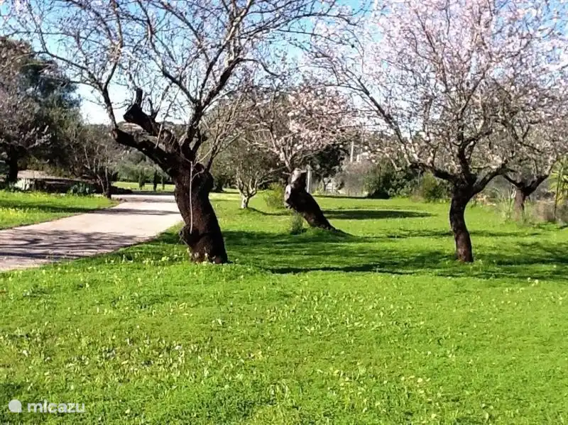the driveway with almond trees
