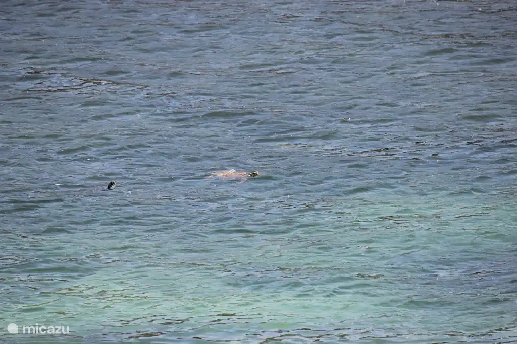 Tortues dans la baie d'Acencion