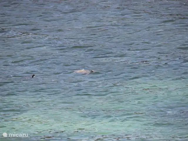 Kunuku Abou-B | Curaçao, Banda Abou (ouest), Daniel - appartement Tortues dans la baie d'Acencion