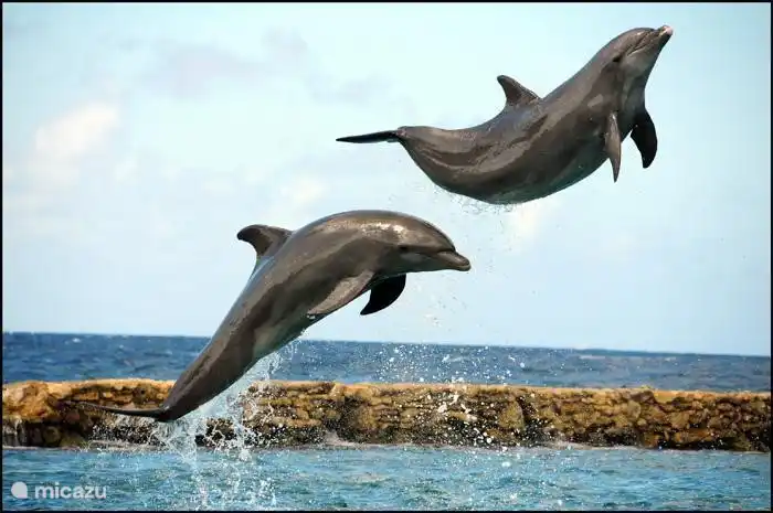 Nagez avec les dauphins au Sea Aquariam.