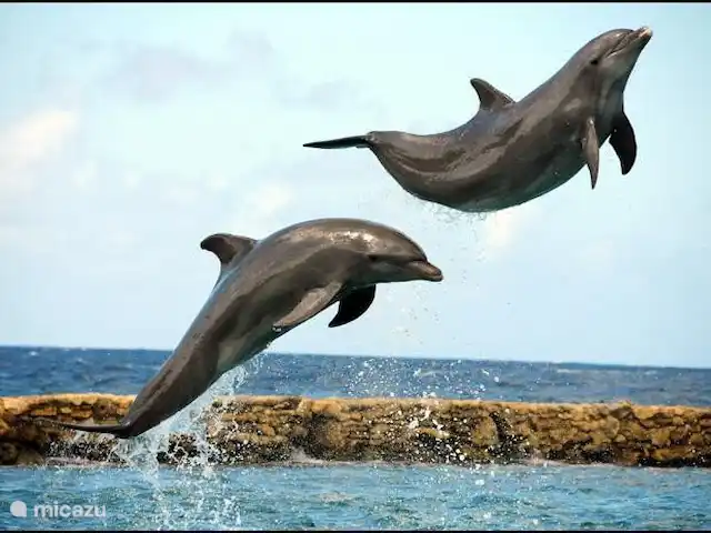 Kunuku Abou-B | Curaçao, Banda Abou (ouest), Daniel - appartement Nagez avec les dauphins au Sea Aquariam.