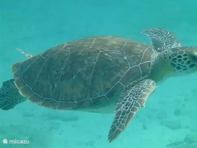 Kunuku Abou-B | Curaçao, Banda Abou (ouest), Daniel - appartement les tortues peuvent être admirées partout.