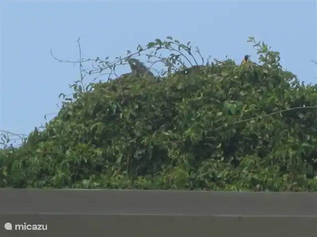 Kunuku Abou-B | Curaçao, Banda Abou (ouest), Daniel - appartement Depuis le porche, vous pouvez voir les iguanes dans la cime des arbres.