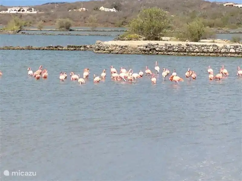 Flamingos at the salt pans of Jan cook