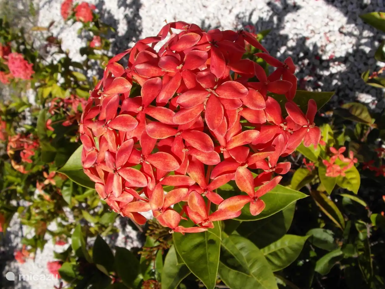Flowers in the garden
