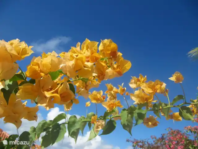 Soño Karibe avec piscine et intimité | Curaçao, Banda Abou (ouest), Fontein - villa Splendeur colorée de bougainvilliers dans notre jardin