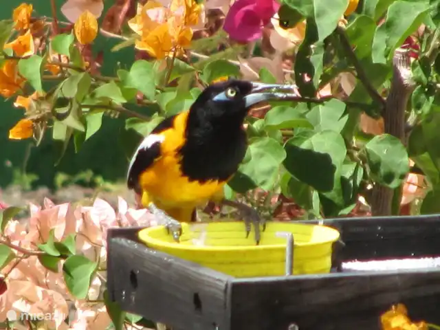 Soño Karibe avec piscine et intimité | Curaçao, Banda Abou (ouest), Fontein - villa L'oriole vient manger tous les jours sur notre planche à sucre