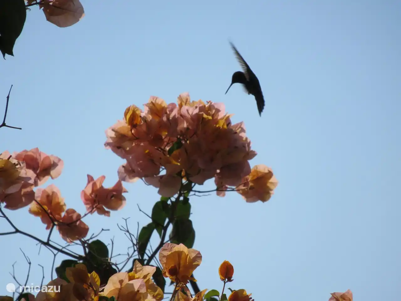 Blenchi (Papiamento for Hummingbird)