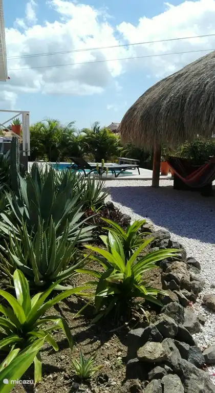 Beautiful tropical garden