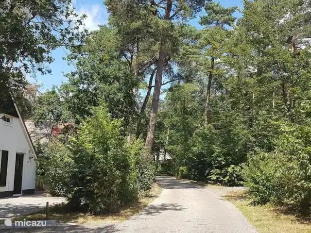 Villa Carpintero manchado en Países Bajos, Overijssel, IJhorst - casa vacacional frente a la casa