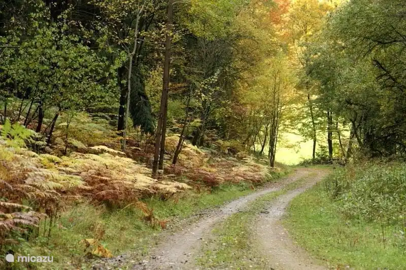 Im Herbst kann man die schönen Farben der hessischen Wald genießen können.