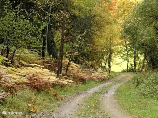 casa vacacional en Alemania, Hesse, Ronshausen – Us Hûske En otoño puede disfrutar de los hermosos tonos de color de Hessisches Wald.