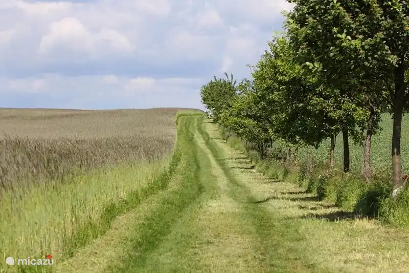 Es gibt schöne Spaziergänge durch Wälder und weite Felder.